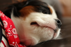 眠たいので