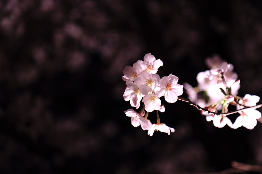 千鳥ケ淵の桜
