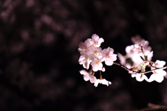 千鳥ケ淵の桜