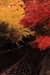 紅葉。紅葉回廊