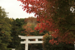 紅葉