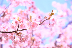 近所の公園に咲いている河津桜（１）