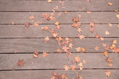 紅葉。橋桁の落ち葉