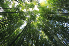 in Kamakura