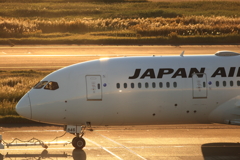 JAL in Haneda
