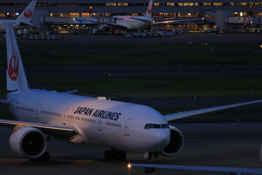 JAL in International Terminal