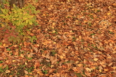 紅葉。落ち葉