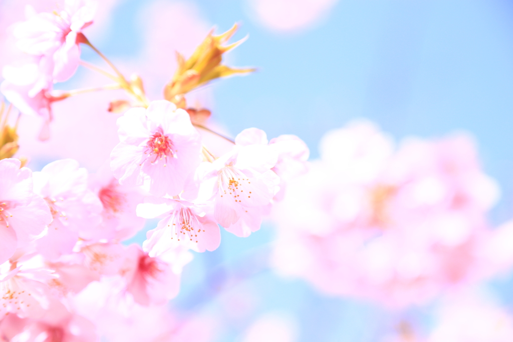 近所の公園に咲いている河津桜（２）