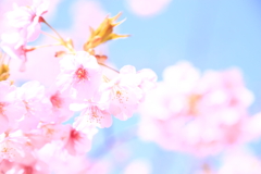 近所の公園に咲いている河津桜（２）