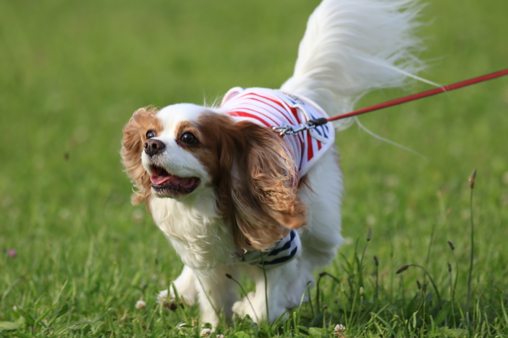 Momochan on the run