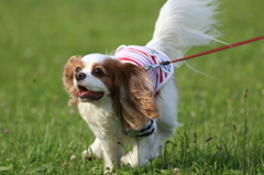 Momochan on the run
