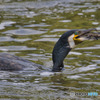 水辺の鳥たち②