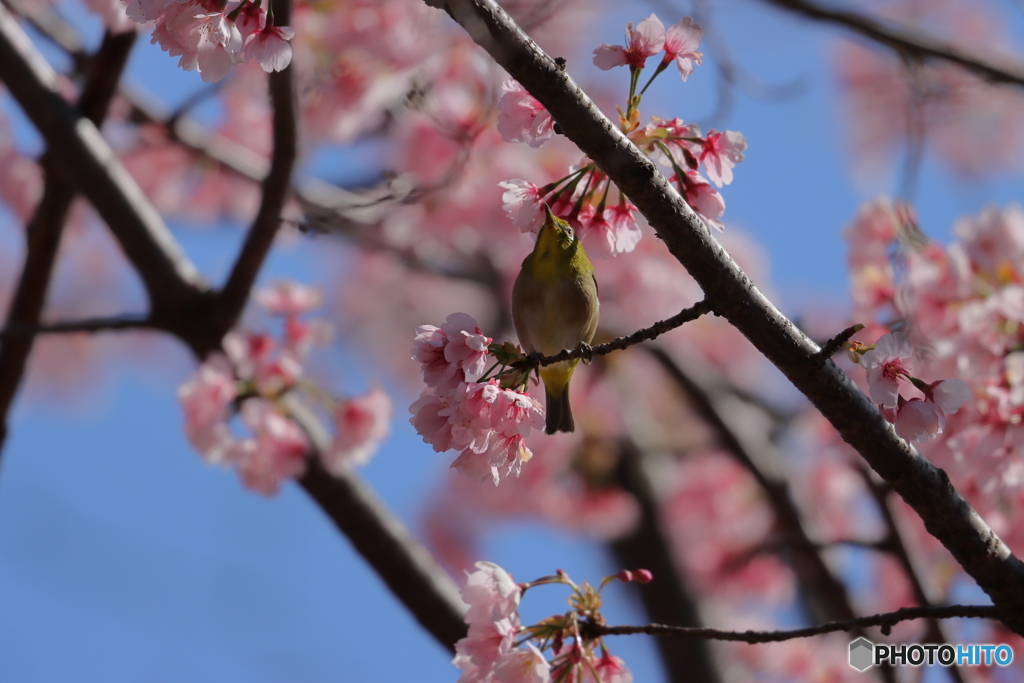 桜とメジロ③