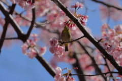 桜とメジロ③