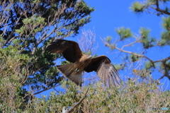 鳶②