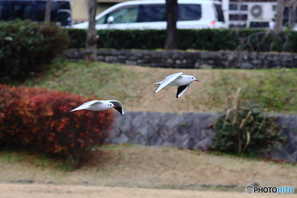 鴨川の野鳥③