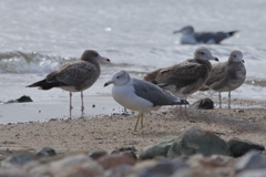 午後の海鳥①