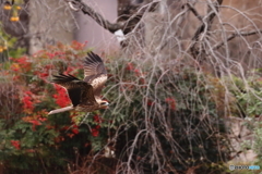 鴨川の野鳥②