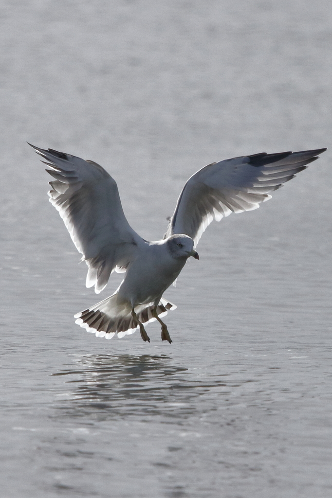 午後の海鳥③