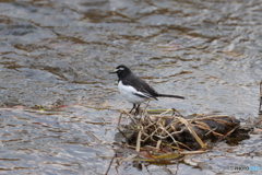 鴨川の野鳥①