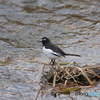 鴨川の野鳥①