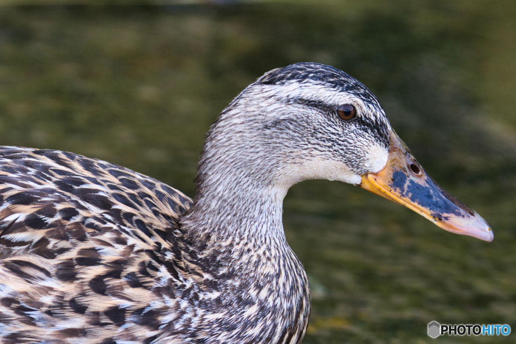 水辺の鳥たち④