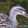 水辺の鳥たち④