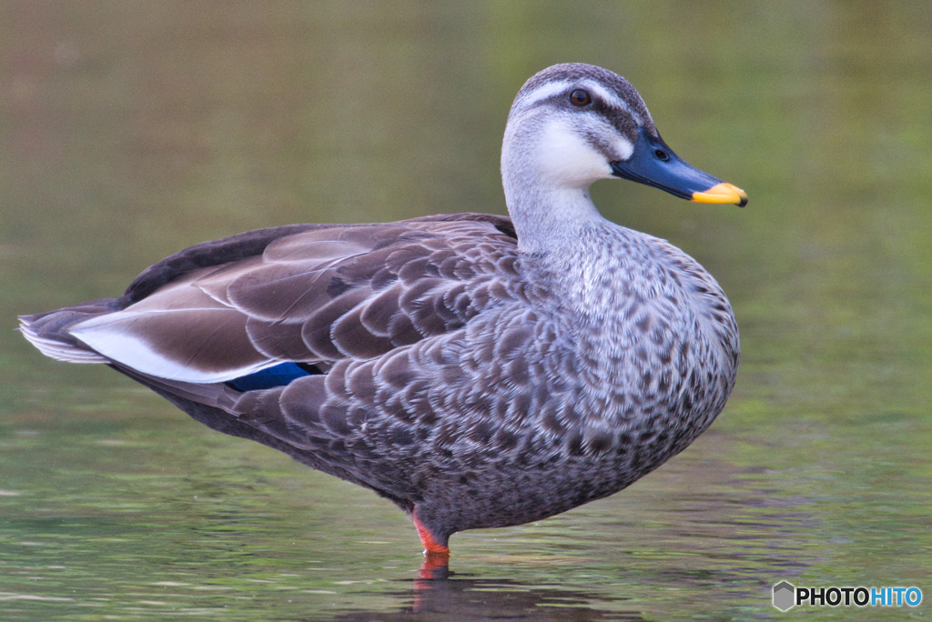 水辺の鳥たち⑤