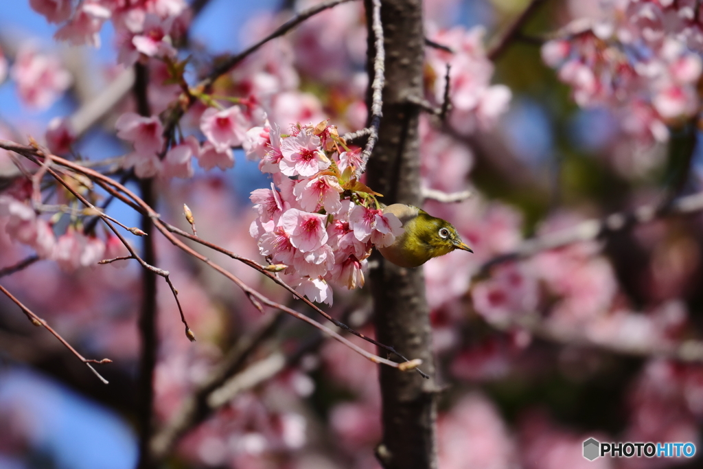 桜とメジロ①