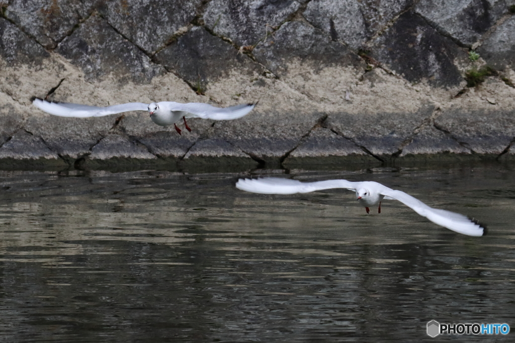 鴨川の野鳥⑤