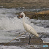 水辺の鳥たち③