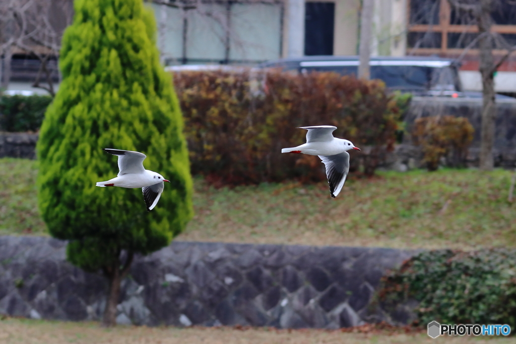 鴨川の野鳥④