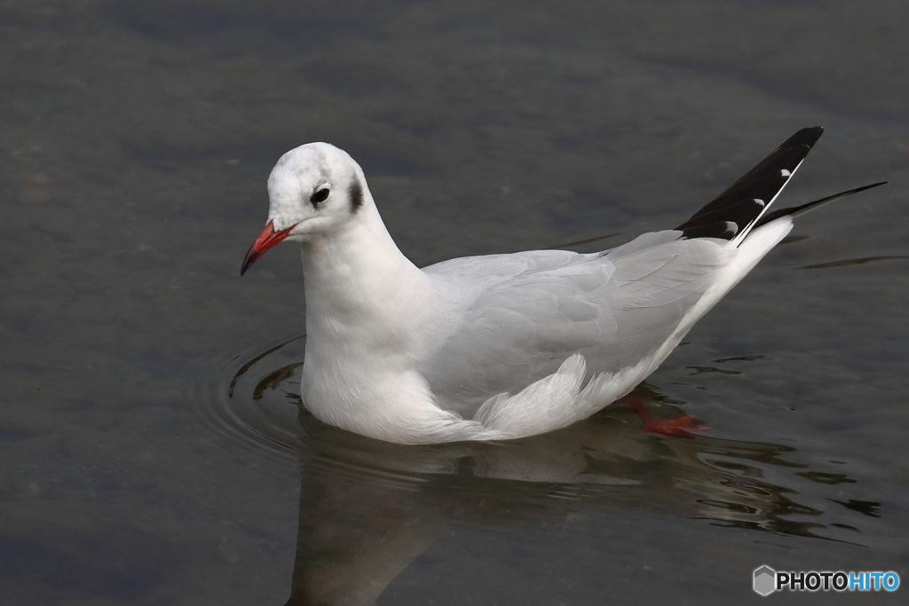 鴨川の野鳥⑥