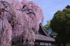 慈雲寺冠飾り