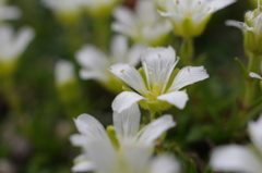 タカネの花