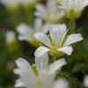 タカネの花