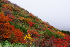 やっと見つけた紅葉。