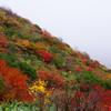 やっと見つけた紅葉。