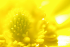 優陽
