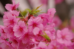 緋桜咲き誇る