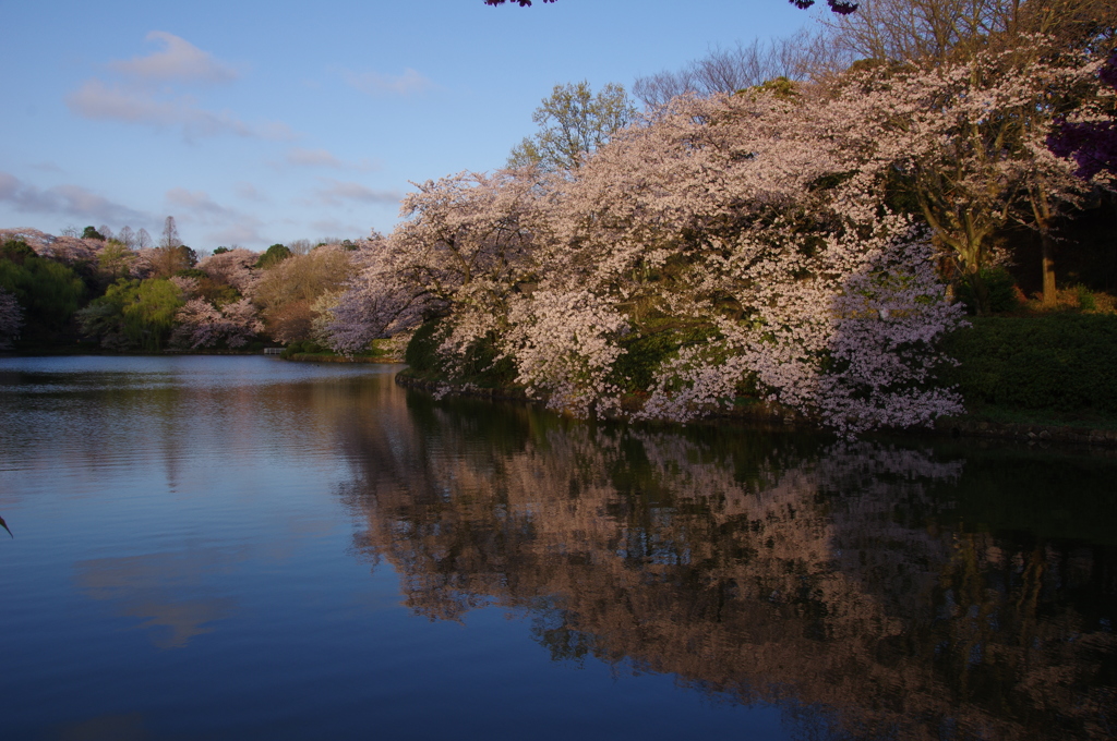さくら 安らぎの時