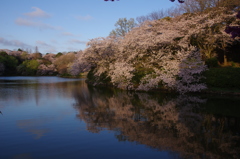 さくら 安らぎの時