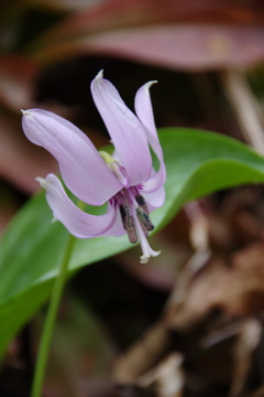 酔白花
