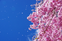 舞花