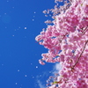 舞花