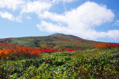 悠々と紅葉を纏い！