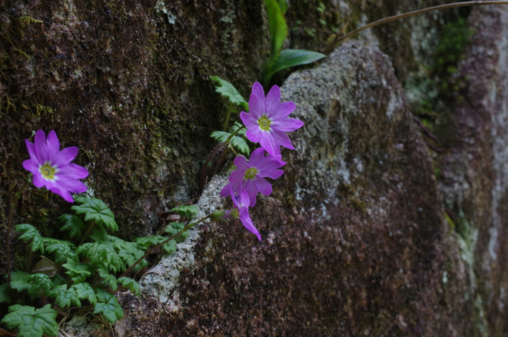   雲井小桜ひとしれず