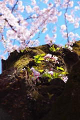 桜の妖精