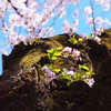 桜の妖精
