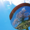 桜ミラー